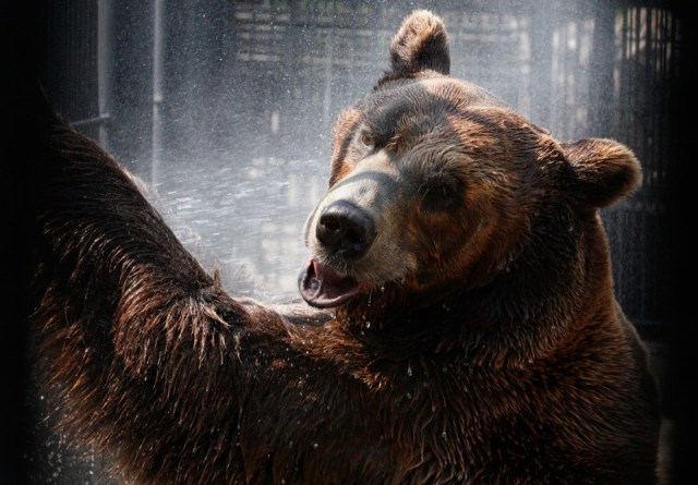 Buyan-a-male-Siberian-brown-bear-cools-down-under-a-stream-of-water-sprayed-by-an-employee-in-its-enclosure-on-a-hot-summer-day-at-the-Royev-Ruchey-zoo-in-Krasnoyarsk-on-July-13-2012.-ReutersIlya-Naymushin-960x668