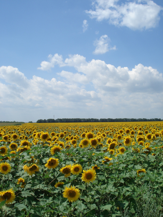 Photo source: Travis J. Burke  http://thebigwild.wordpress.com/2014/04/18/dealing-with-the-donbass/
