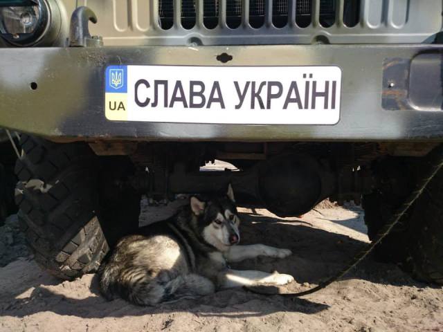 One of the guard dogs of Ukrainian soldiers. Photograph by MoD of Ukraine.