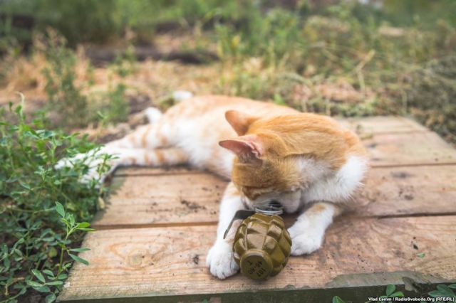 A cat plays with a training F-1 grenade. Photo by Vlad Lemm. Source